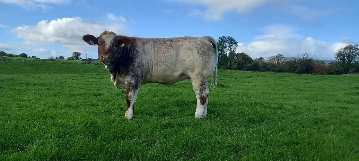 WEANLING HEIFERS - BALLINROBE SHOW AND SALE - Image 4