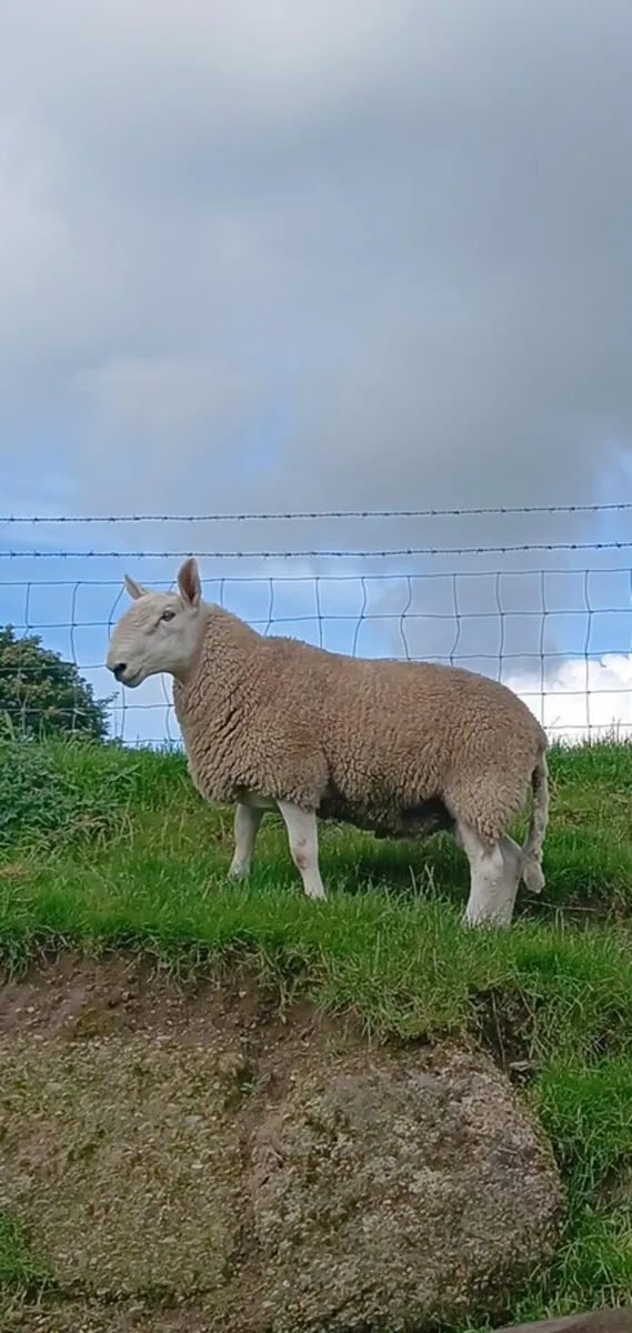 North country hogget ram - Image 3