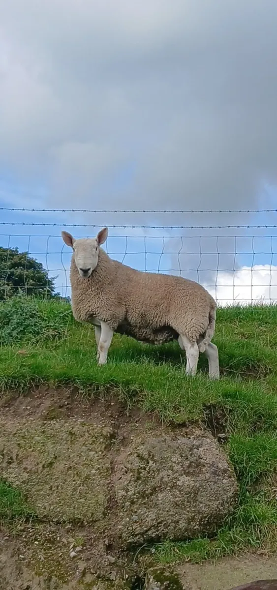 North country hogget ram - Image 1
