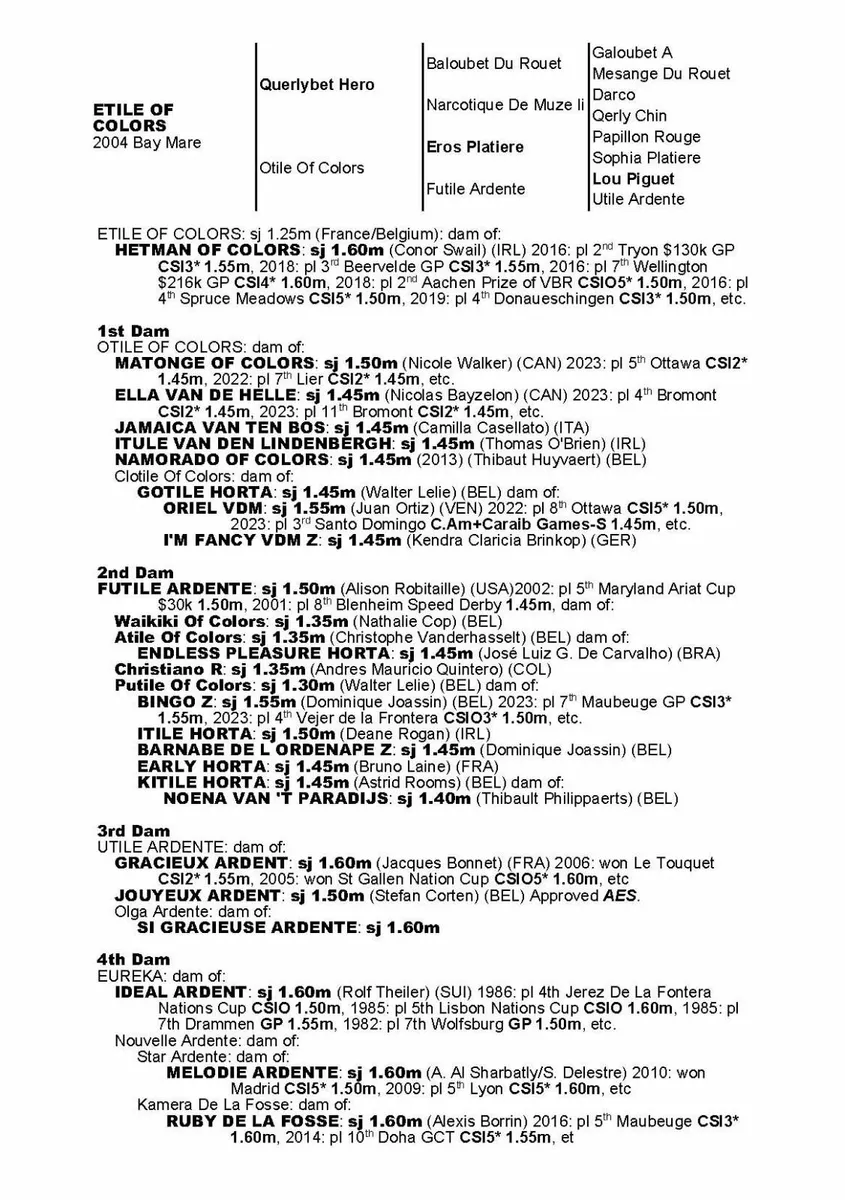 Showjumping broodmare has bred a 160 horse - Image 2