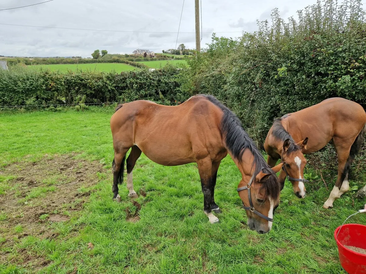Showjumping broodmare has bred a 160 horse - Image 4