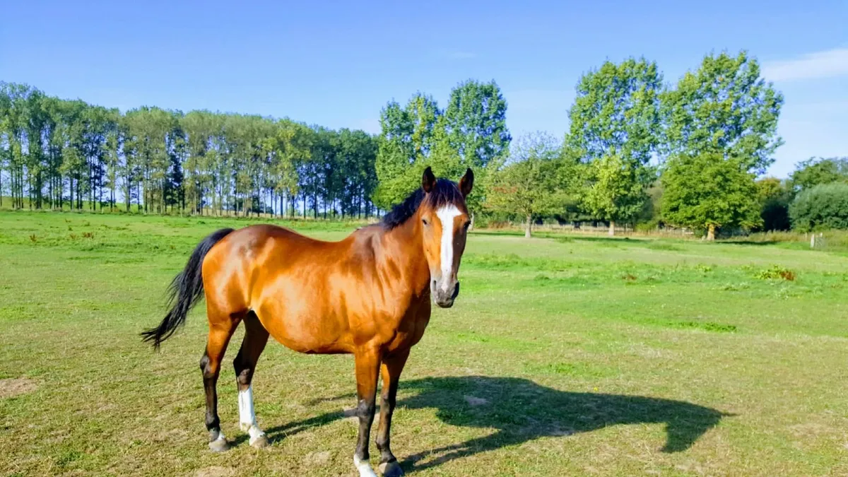 Showjumping broodmare has bred a 160 horse - Image 1