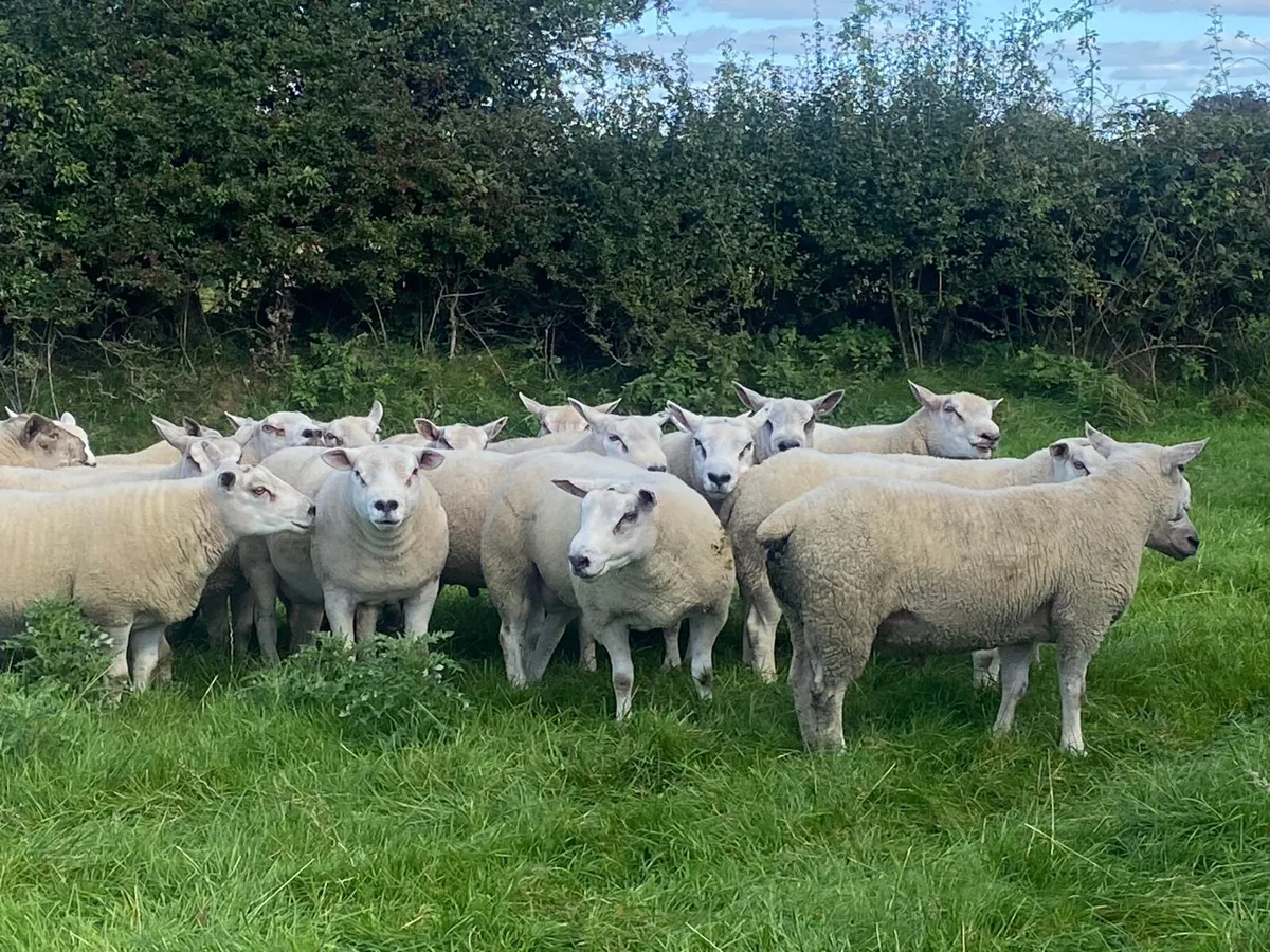 Texel Rams. - Image 1