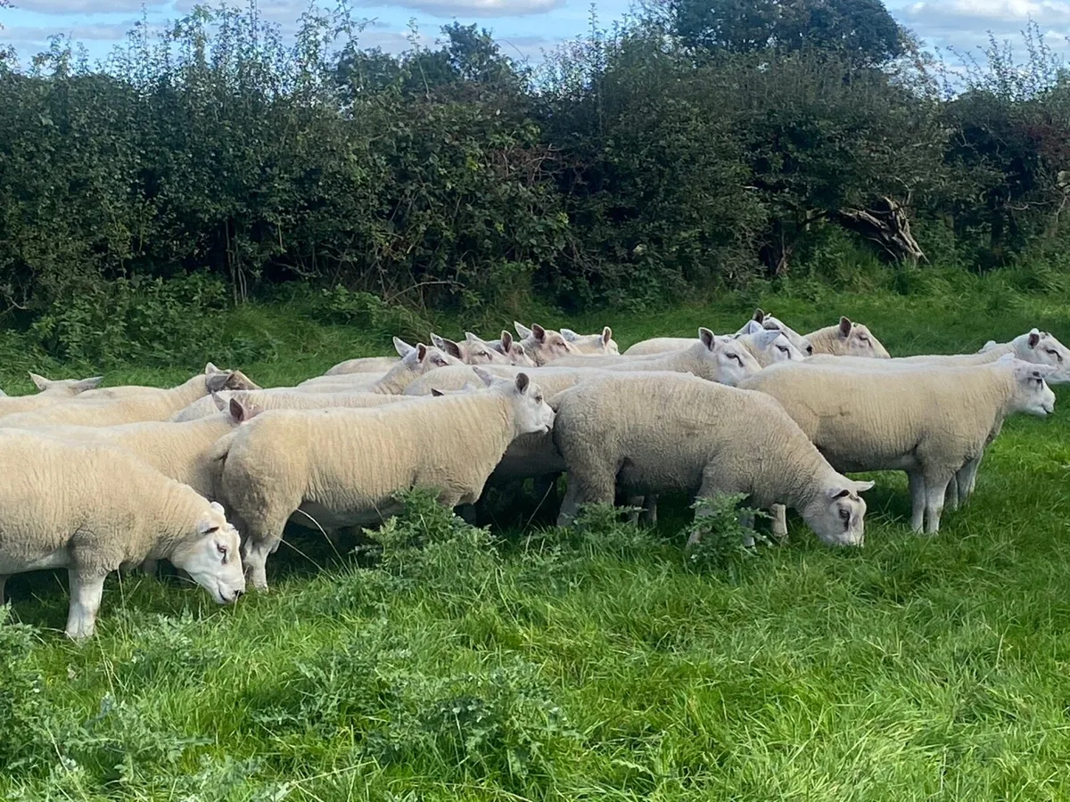 Texel Rams. - Image 2