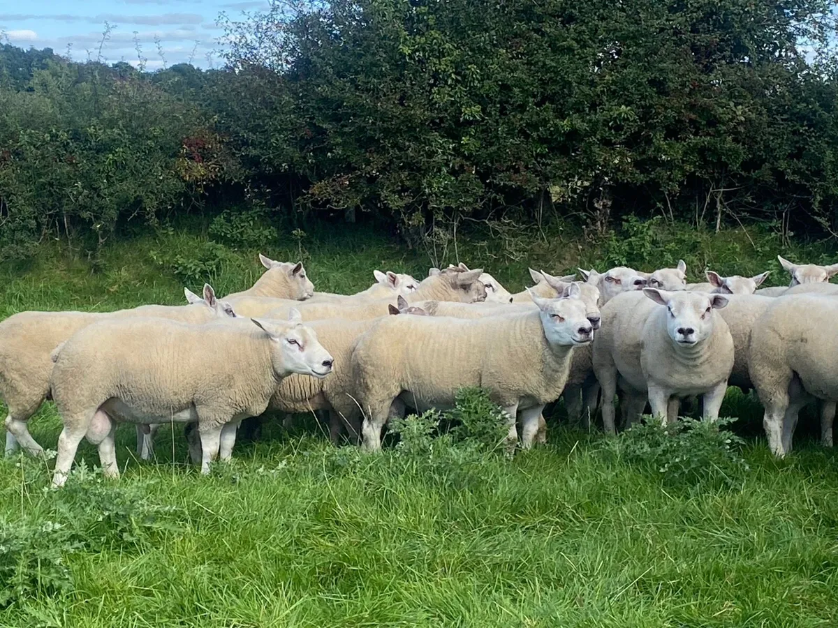 Texel Rams. - Image 3