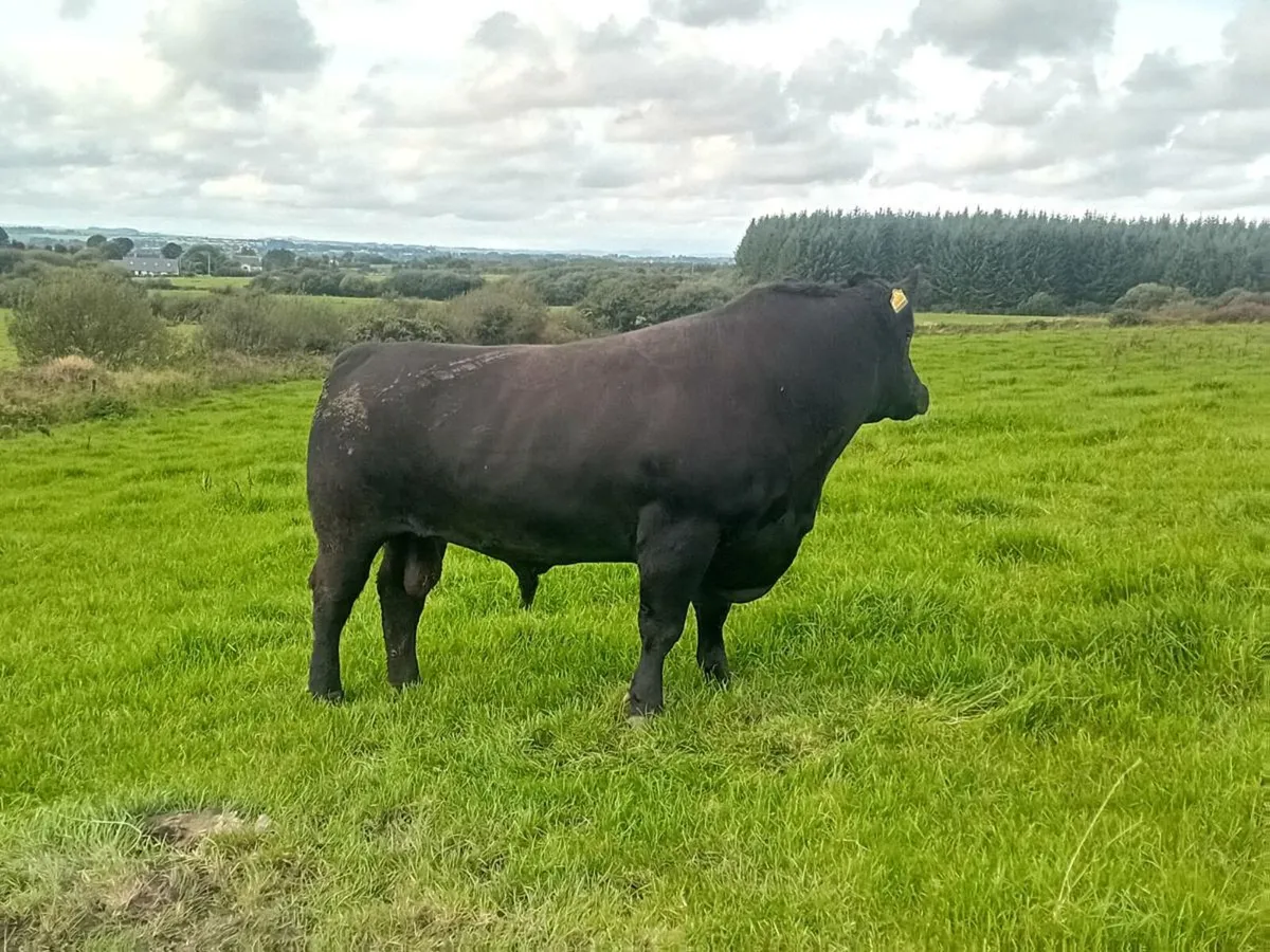3 year old Angus bull! - Image 1
