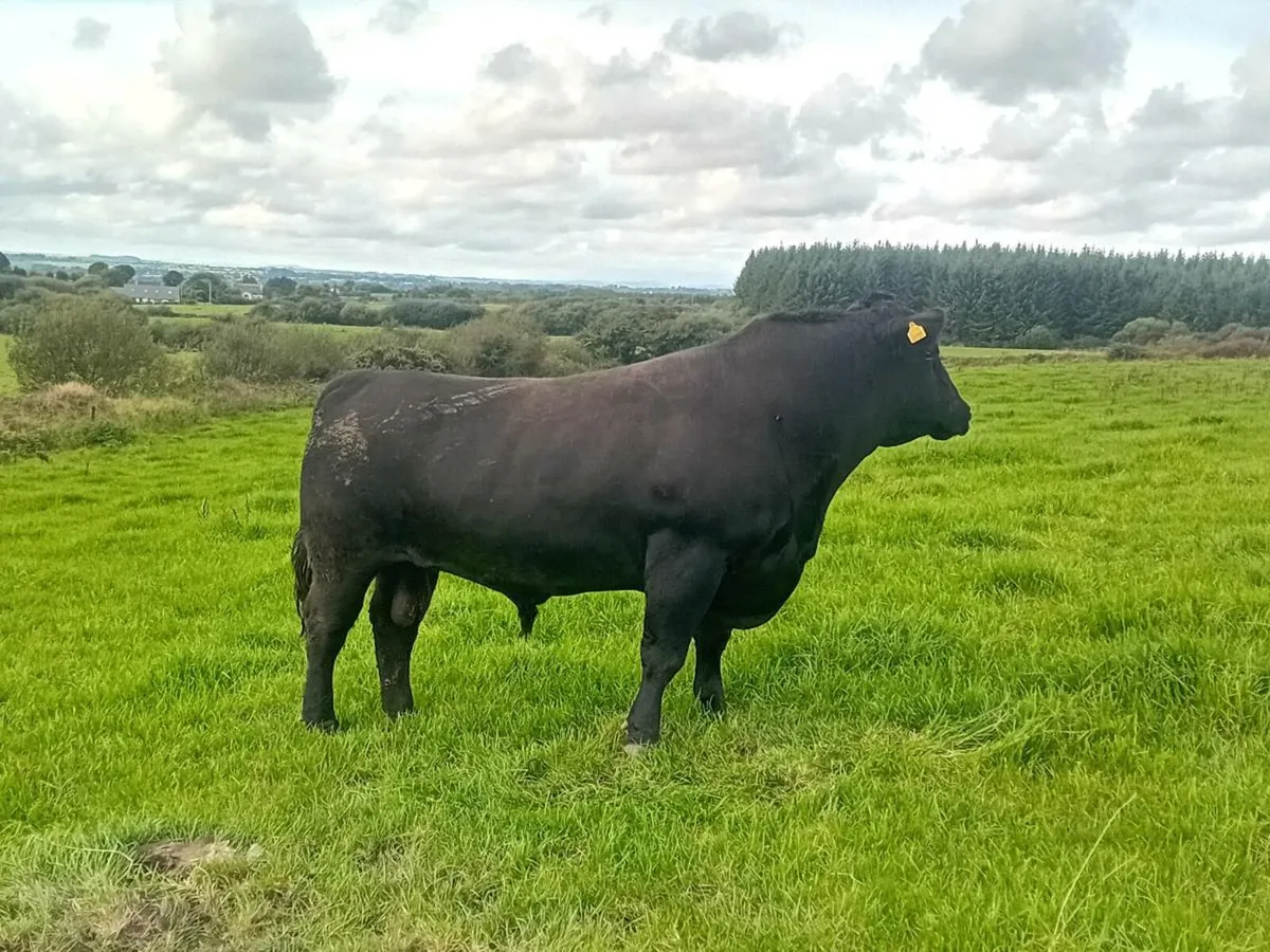 3 year old Angus bull! - Image 2