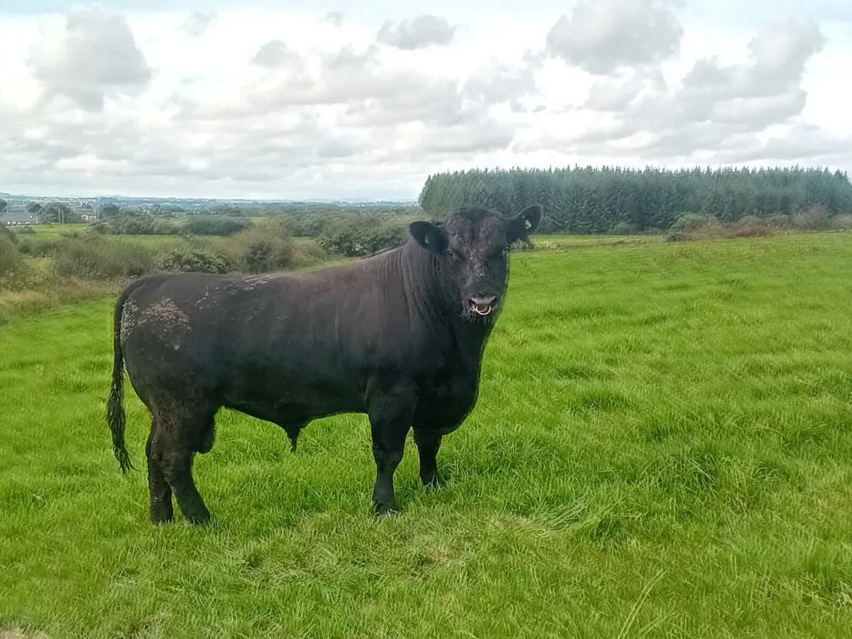 3 year old Angus bull! - Image 3