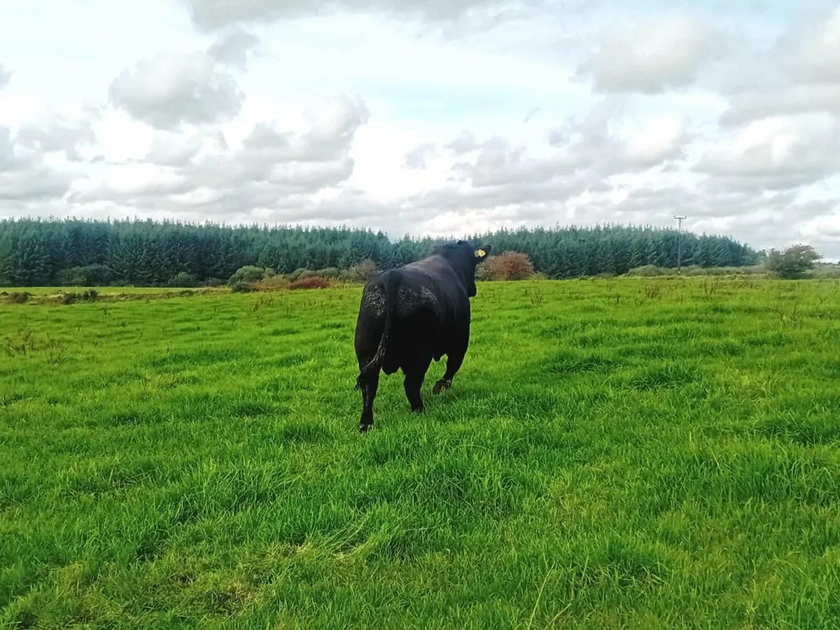 3 year old Angus bull! - Image 4