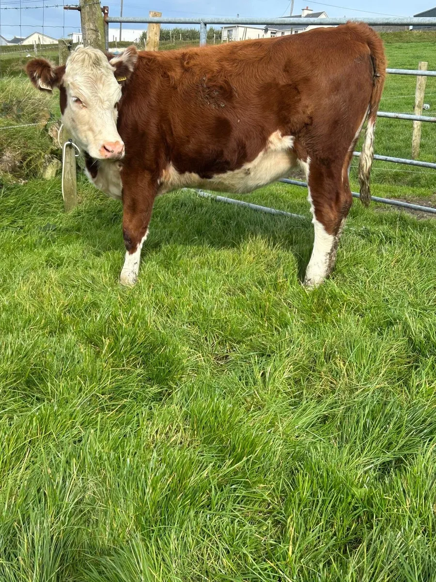 3 heifers for sale - Image 1