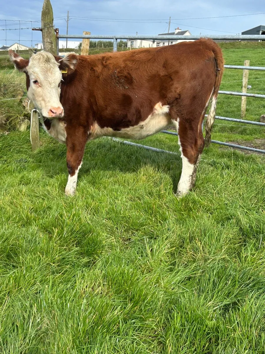 3 heifers for sale - Image 2