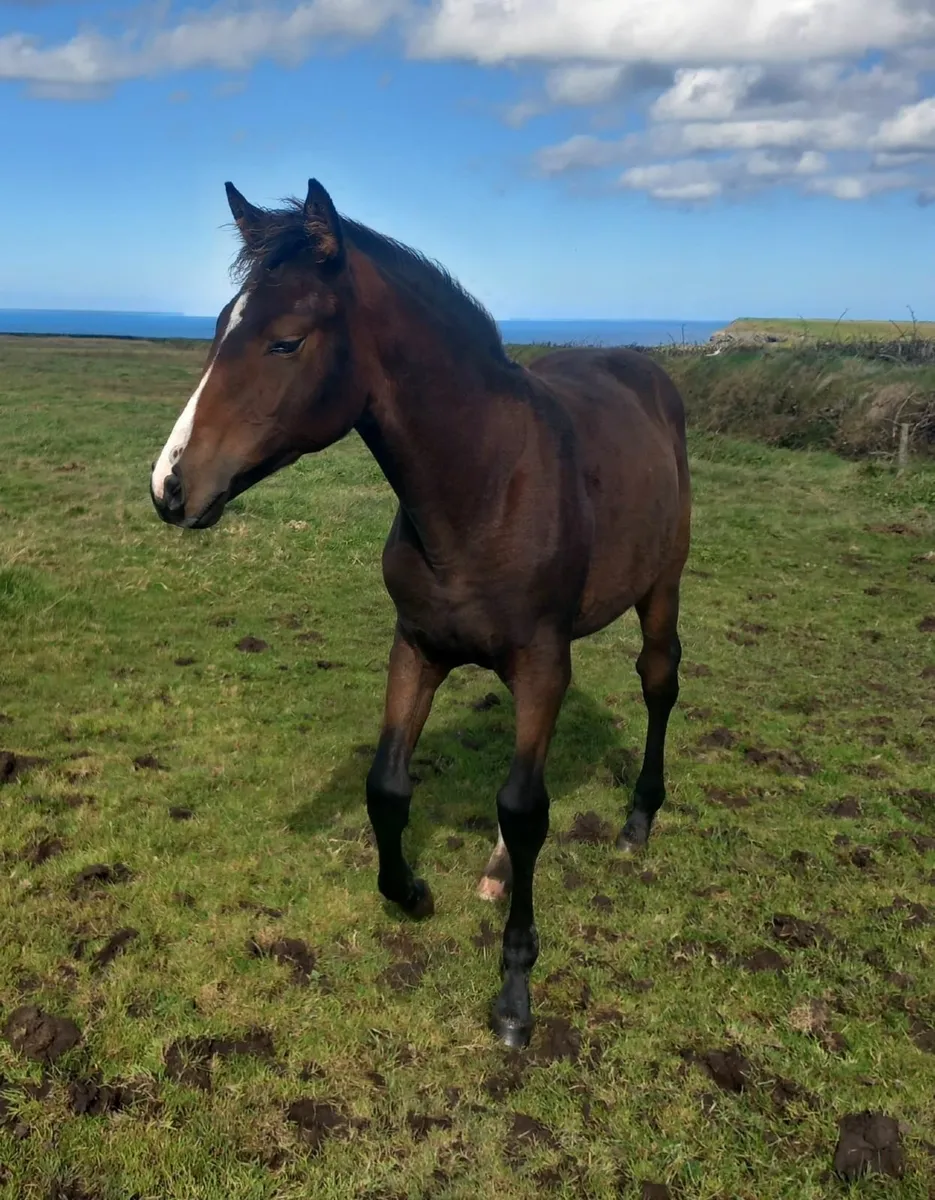 Bay Filly Foal *Video* - Image 3