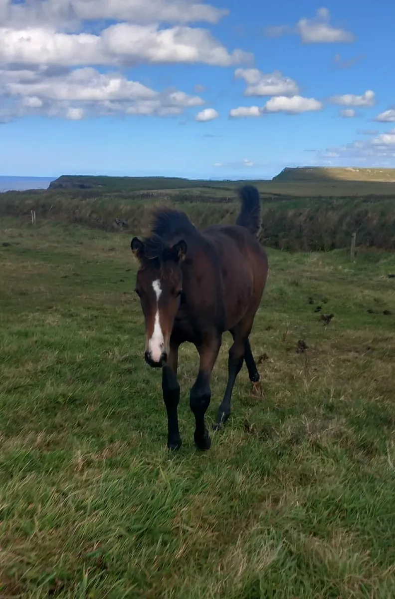 Bay Filly Foal *Video* - Image 4