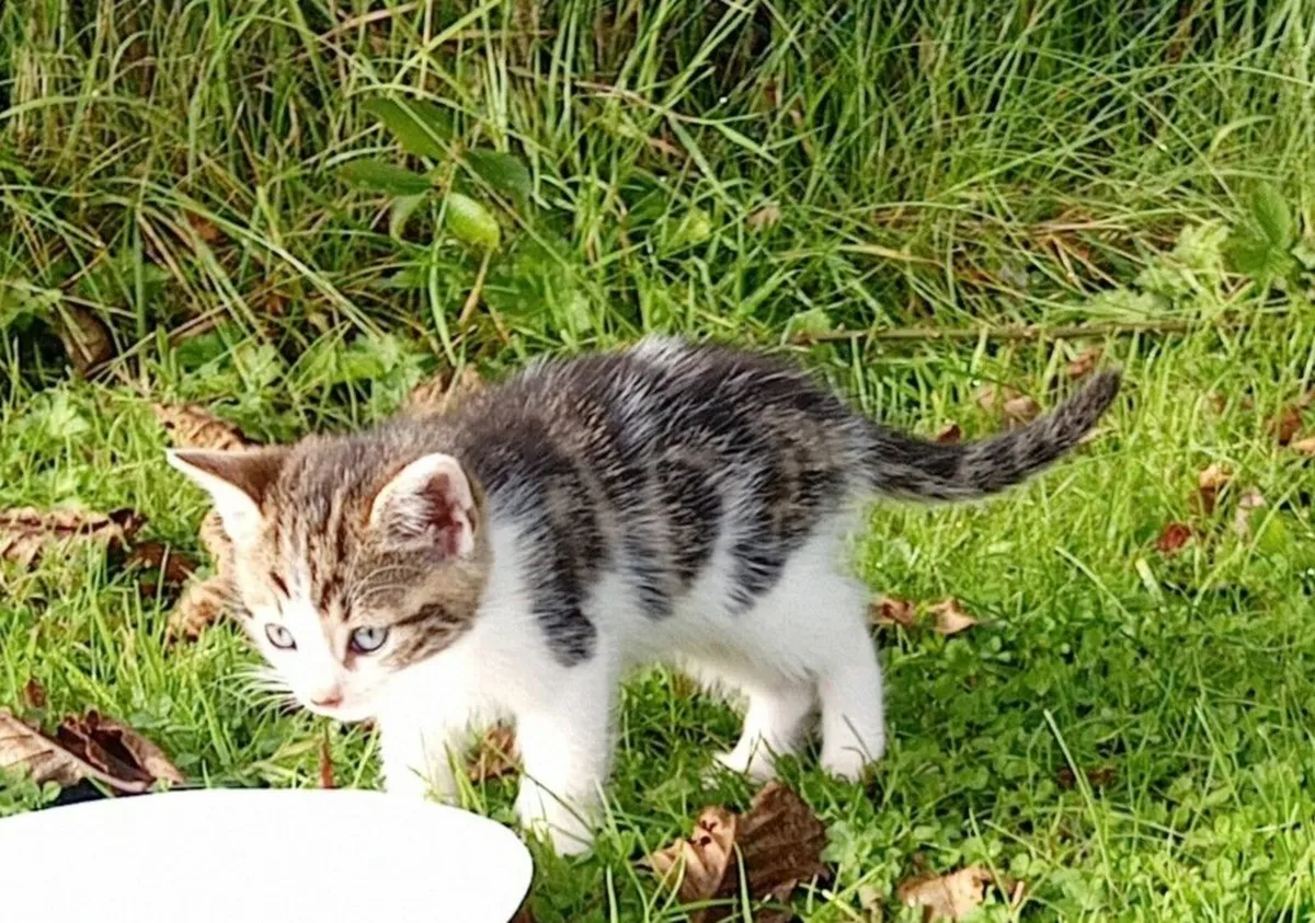 Kitten