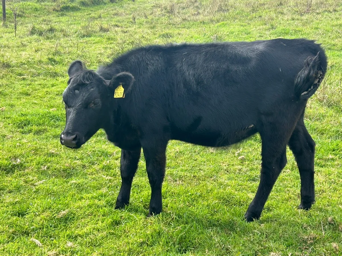 Bucket fed weanlings(€3,450) - Image 1