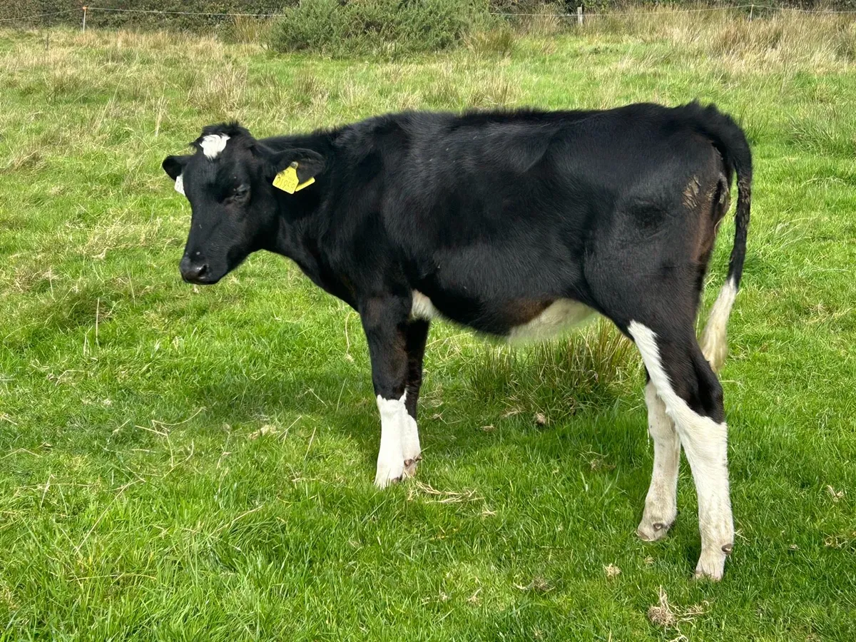 Bucket fed weanlings(€3,450) - Image 2