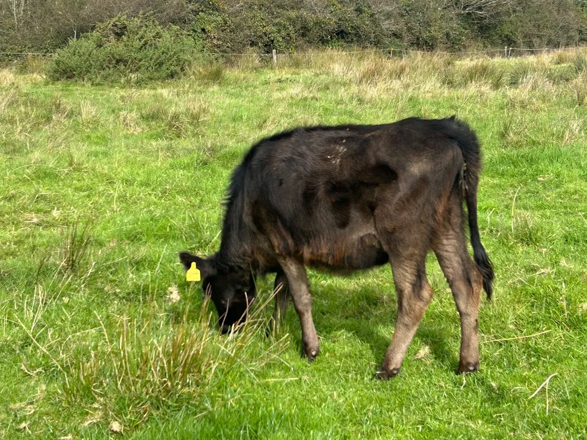Bucket fed weanlings(€3,450) - Image 3