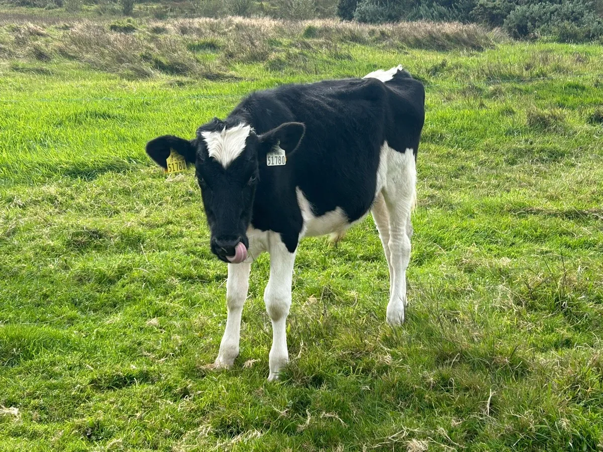 Bucket fed weanlings(€3,450) - Image 4