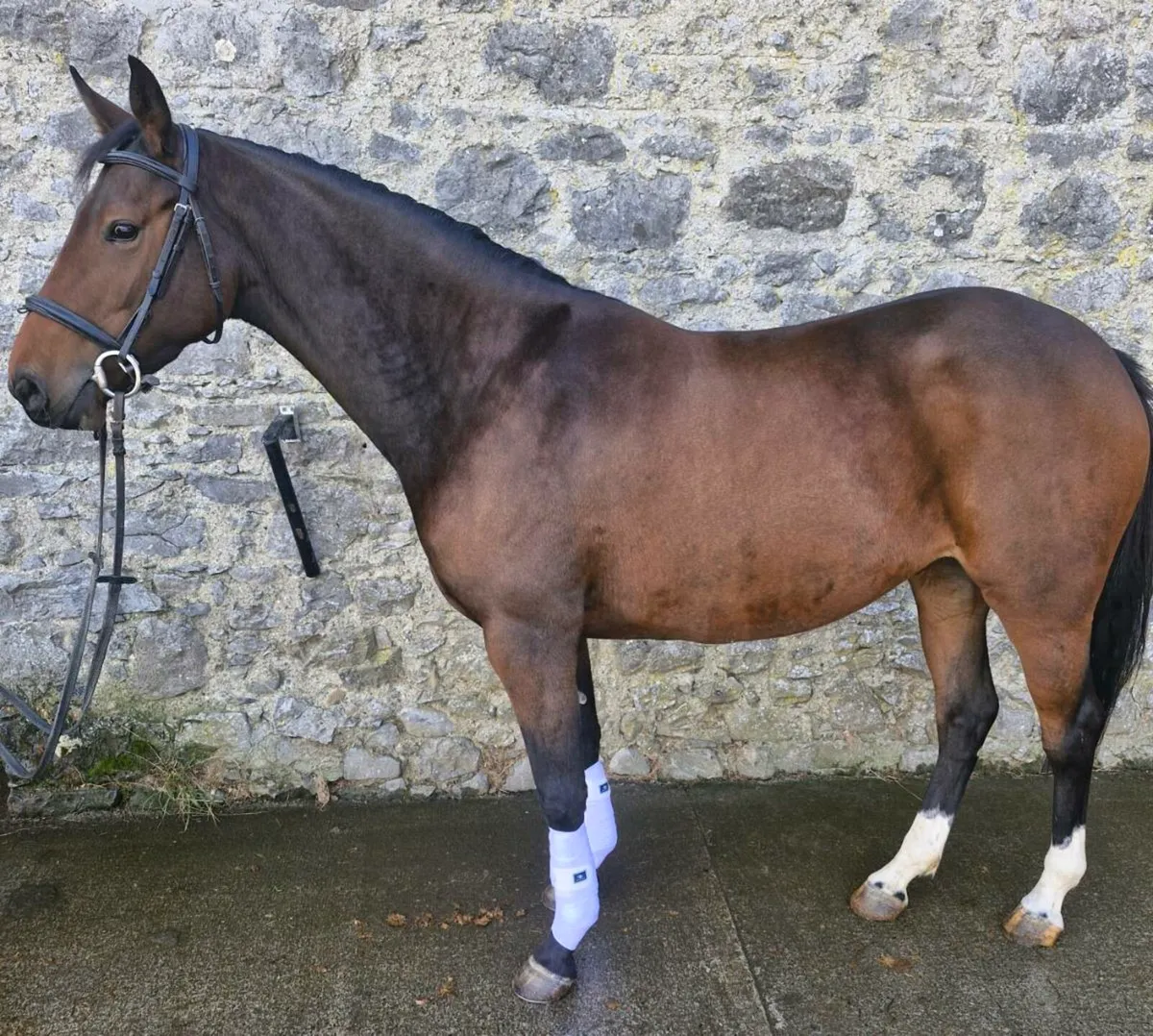 Stunning 4yr old filly - Image 1