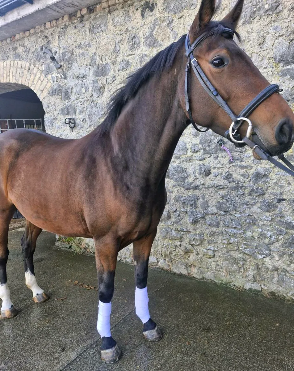 Stunning 4yr old filly - Image 2