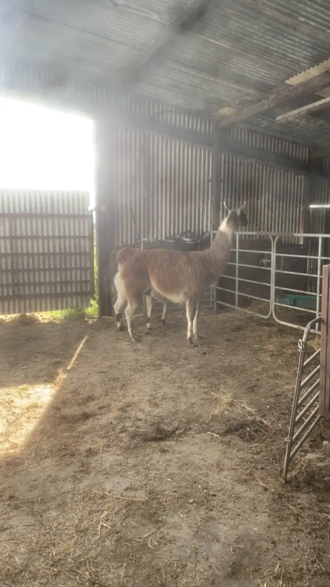 Llama - Image 3