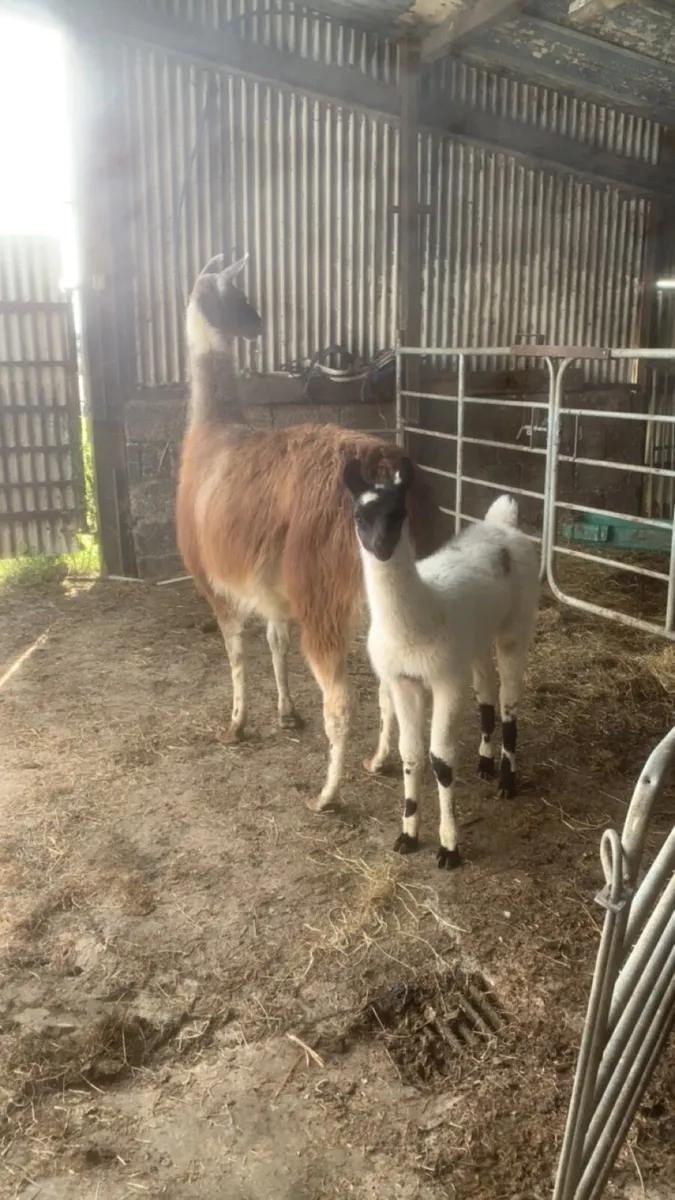 Llama - Image 4