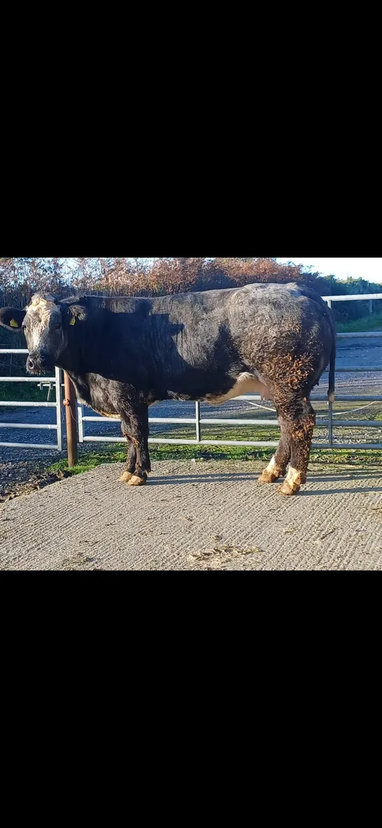 Drumshambo mart 26th - Image 1