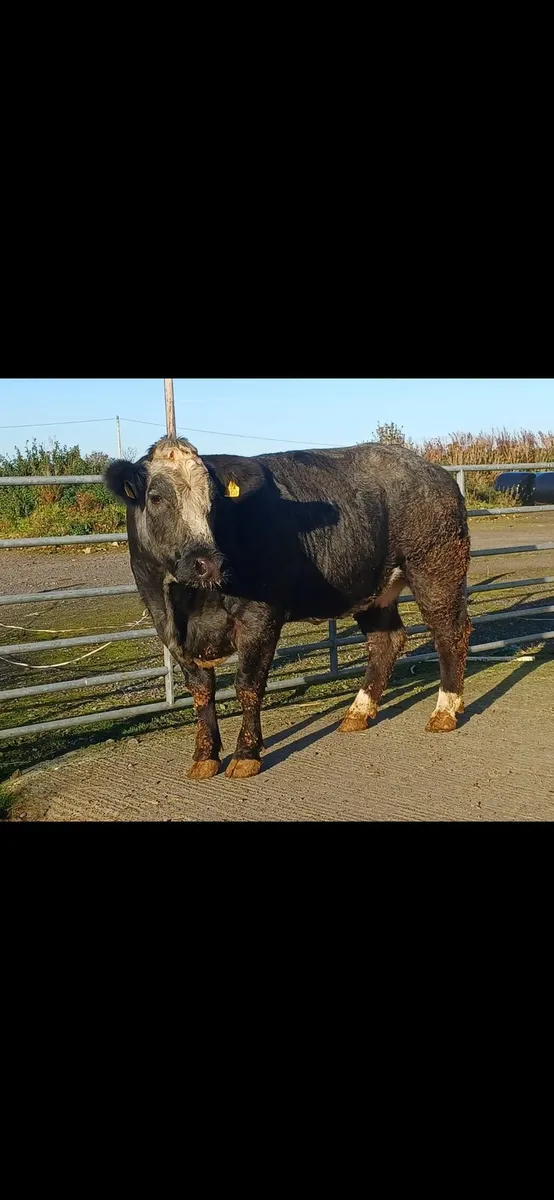 Drumshambo mart 26th - Image 2