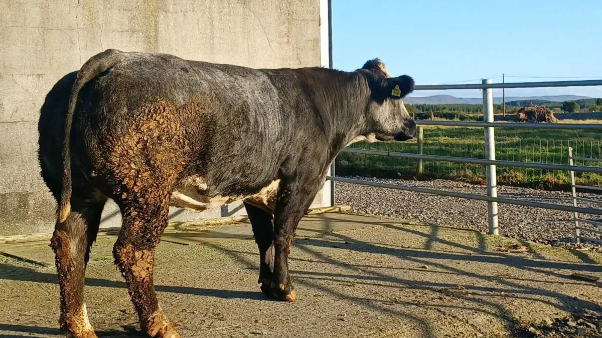 Drumshambo mart 26th - Image 3