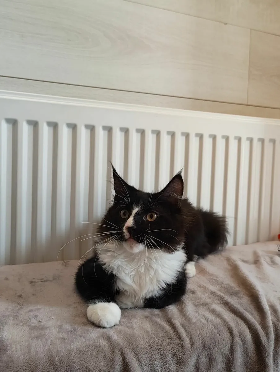 Kitten - Image 1