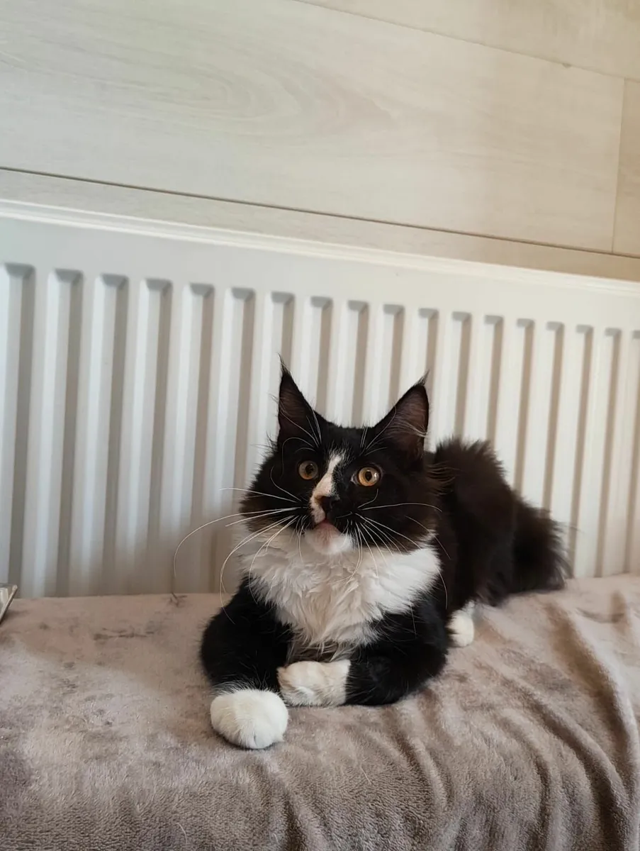 Kitten - Image 2