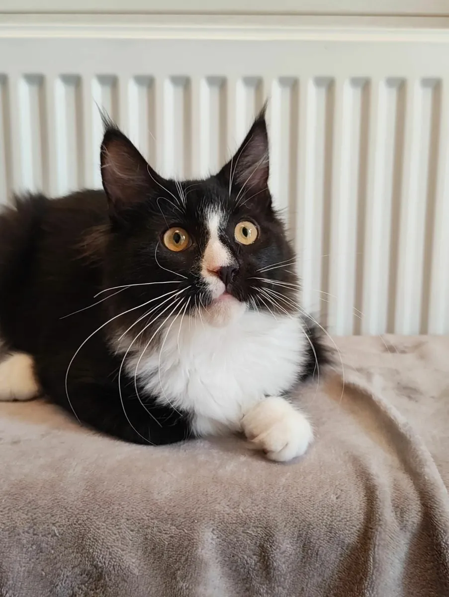 Kitten - Image 3
