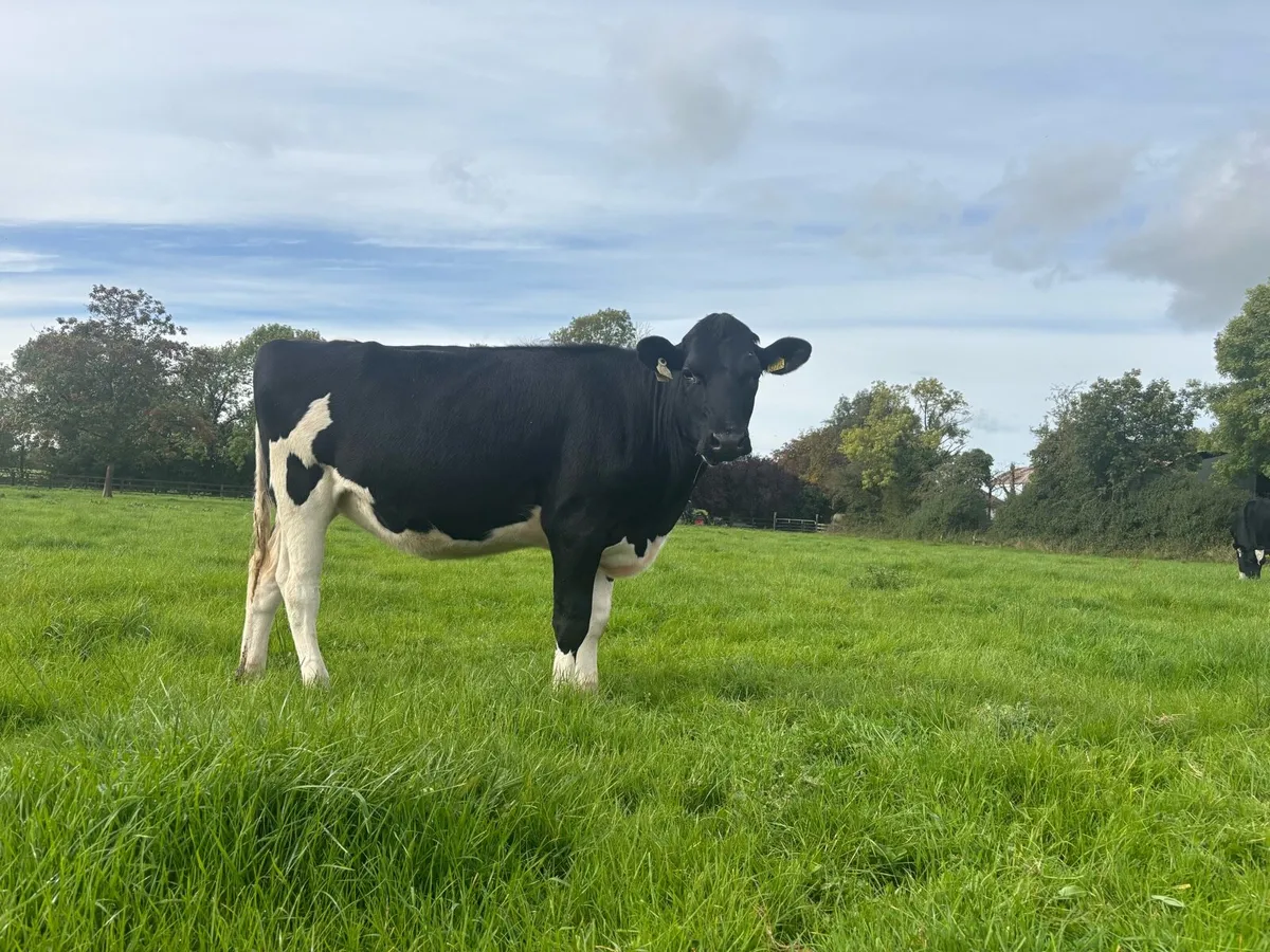 In calf pedigree hol heifers - Image 1