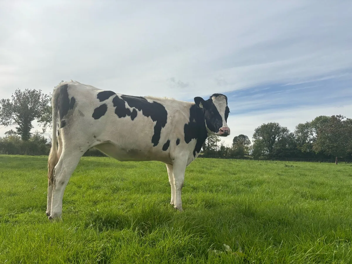 In calf pedigree hol heifers - Image 2