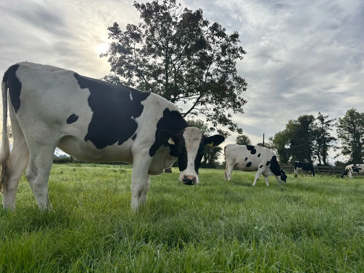 In calf pedigree hol heifers - Image 3