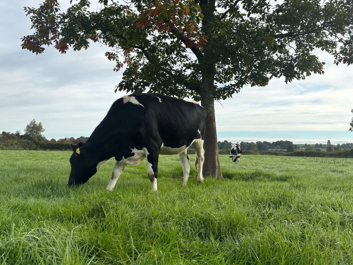 In calf pedigree hol heifers - Image 4