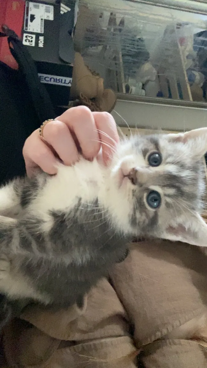 British shorthair cross kittens 💞 - Image 2