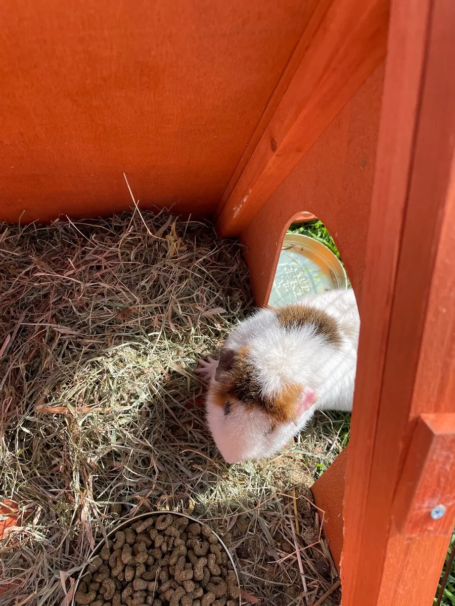 Guinea pig - Image 2