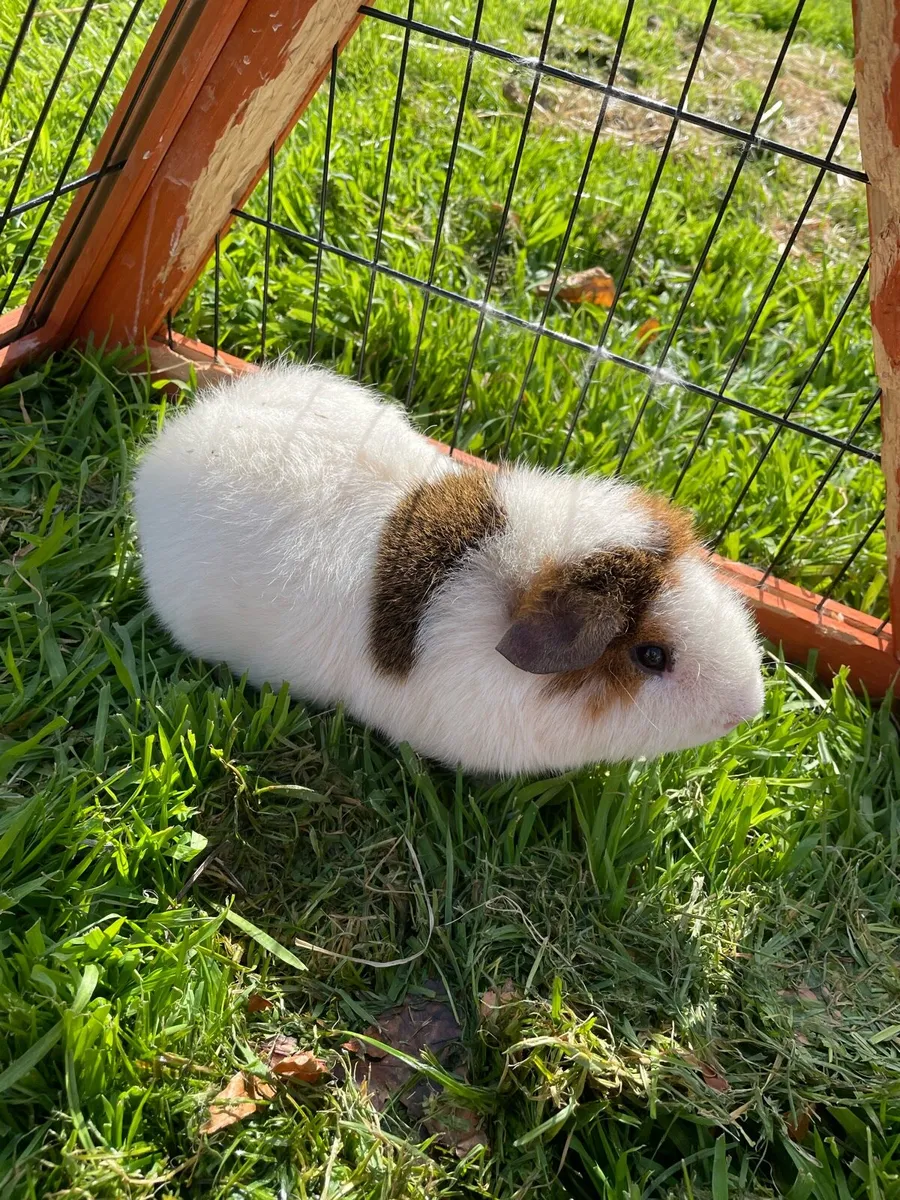 Guinea pig - Image 1