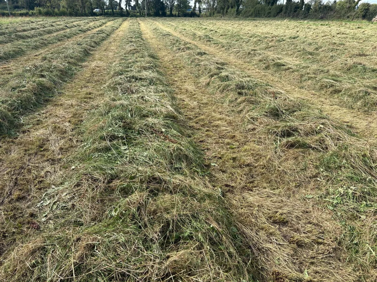 30 bales of silage