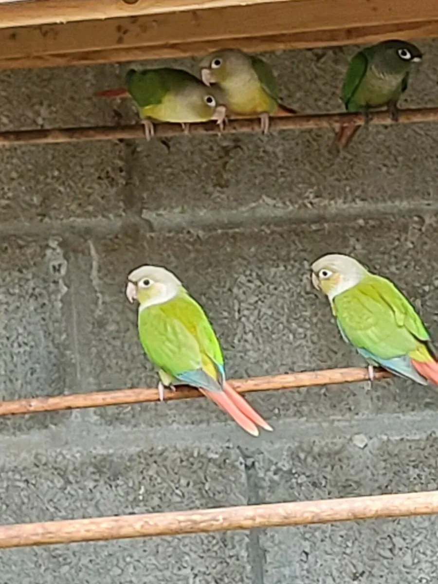 Birds - Image 2