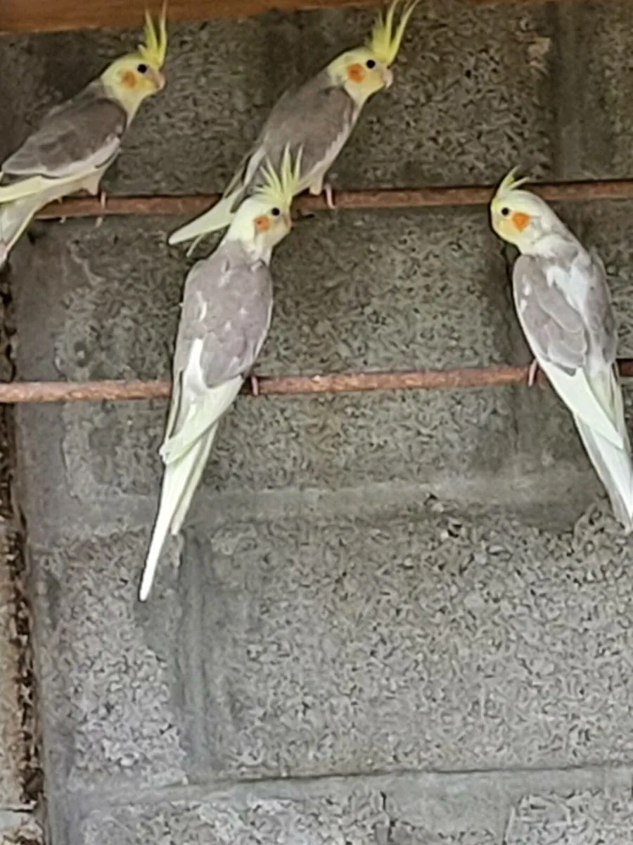 Birds - Image 3