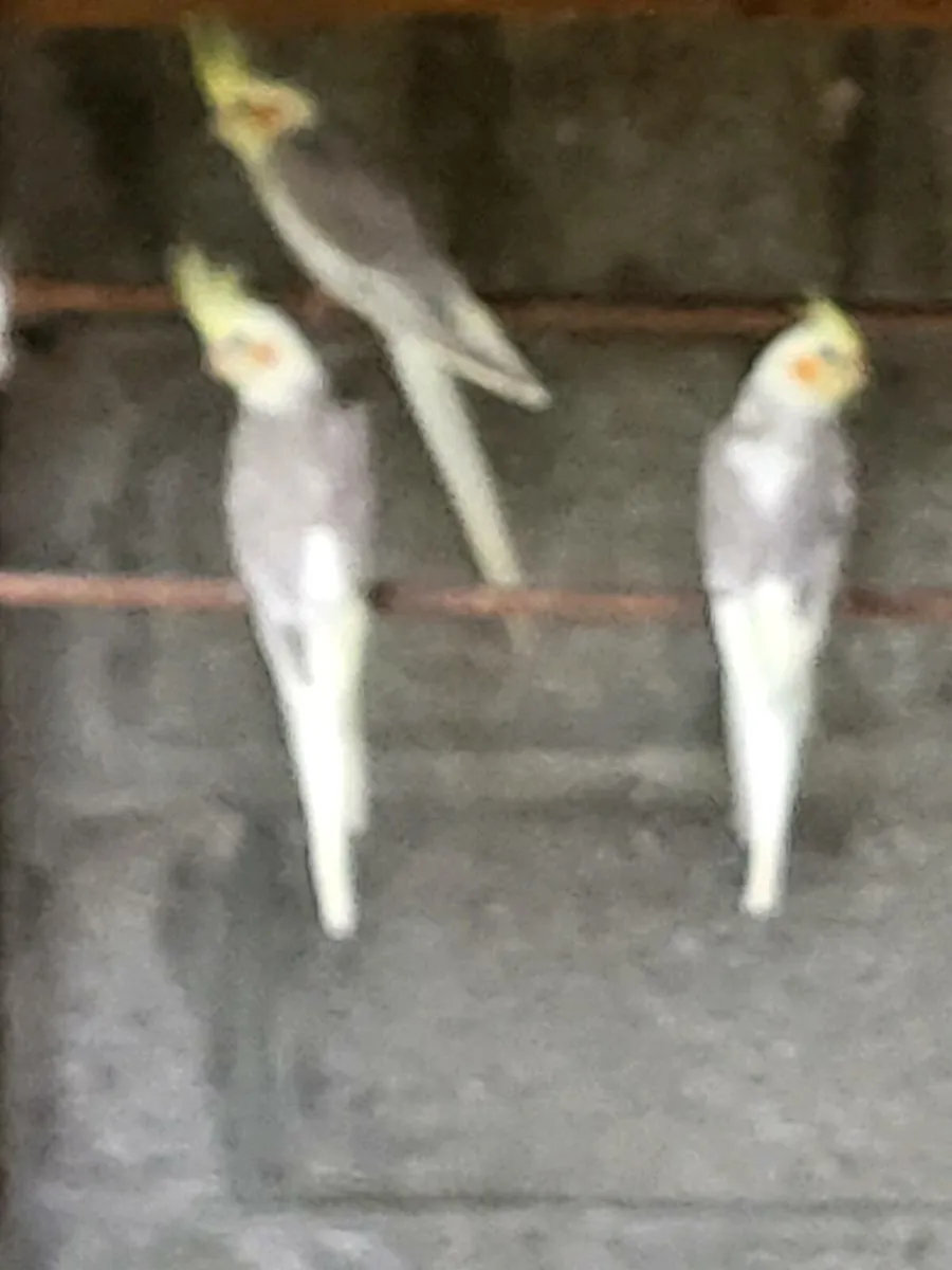 Birds - Image 4