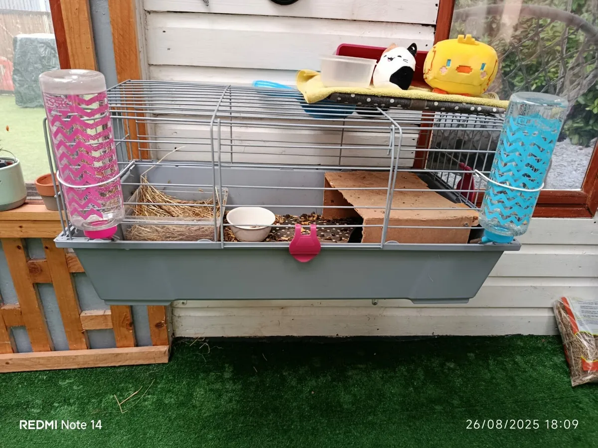 Guiney pigs - Image 2