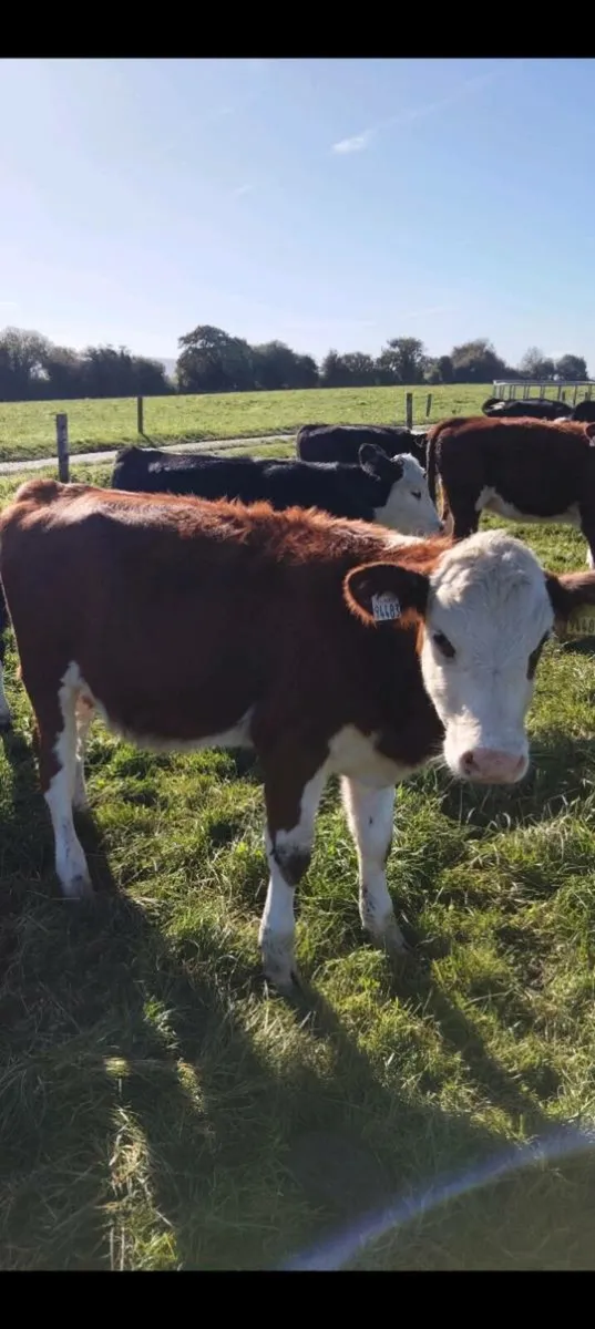 Hereford weanling hfrs - Image 3