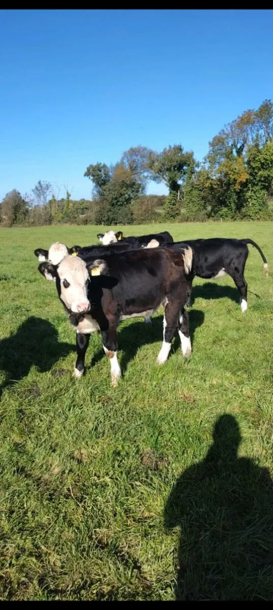 Hereford weanling hfrs - Image 1