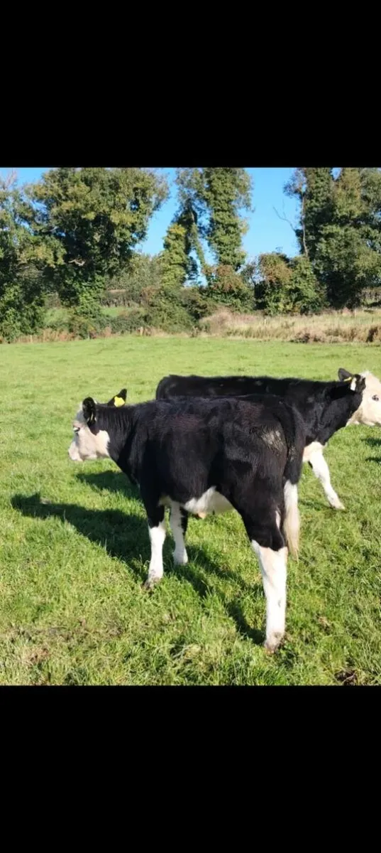 Hereford weanling hfrs - Image 4