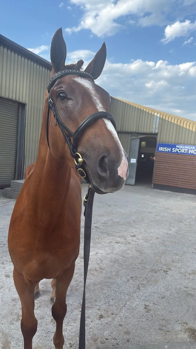 3yr Old TIH Gelding - Image 3