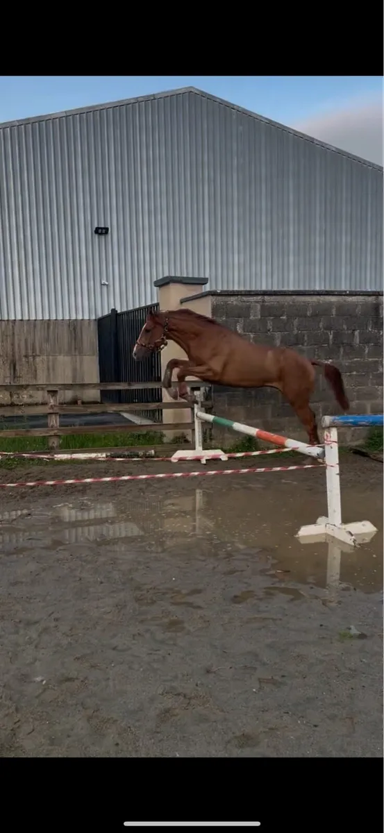 3yr Old TIH Gelding - Image 4