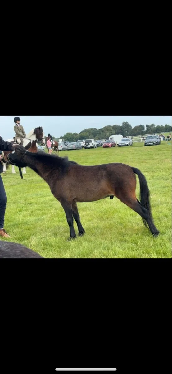 Reg mini horse - Image 1